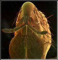 Cat flea
