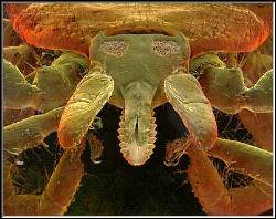 Deer tick