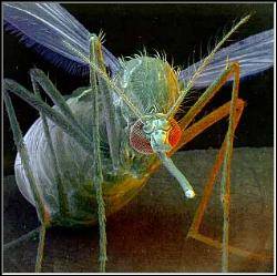 Female mosquito