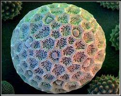 Pollen grain