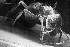 Ant