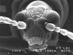 Beetle head