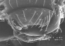 Beetle mouth