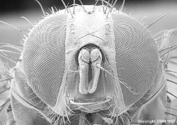 Housefly