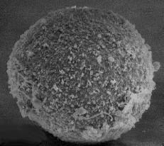 Ovum and sperm