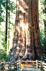 General Sherman