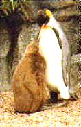 King penguin with chick