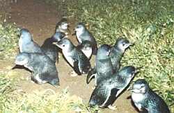 Little Blue' penguins