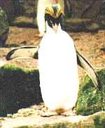 The Macaroni Penguin