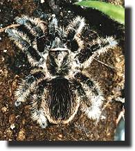 Curly Haired Tarantula