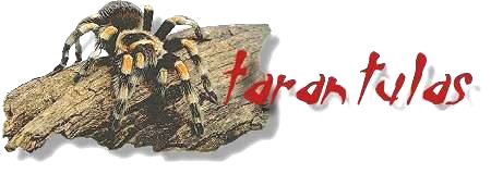 Tarantulas